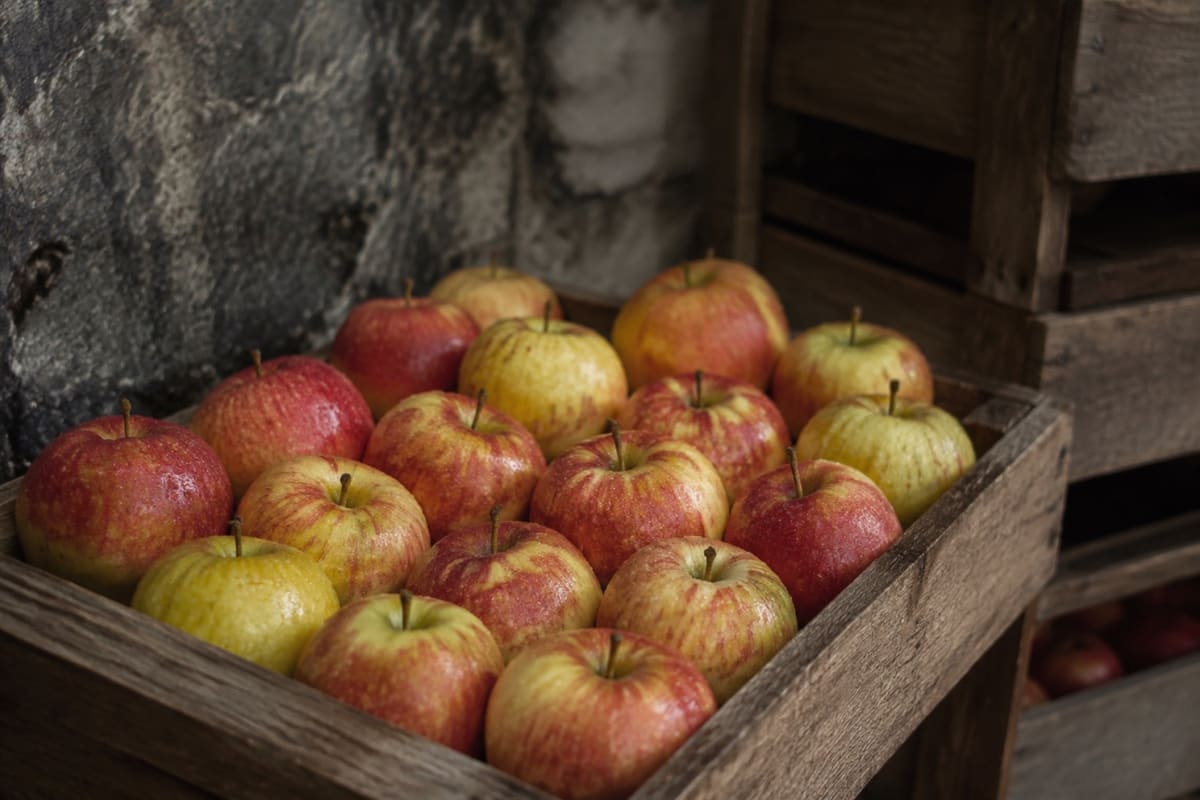Äpfel liegen mit Stiel nebeneinander in einer flachen Holzsteige im kühlen Keller.