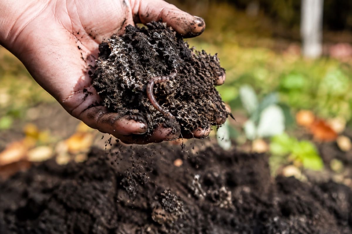 Hand hält krümelige dunkle Erde mit Regenwurm und weißem Pilzgeflecht.