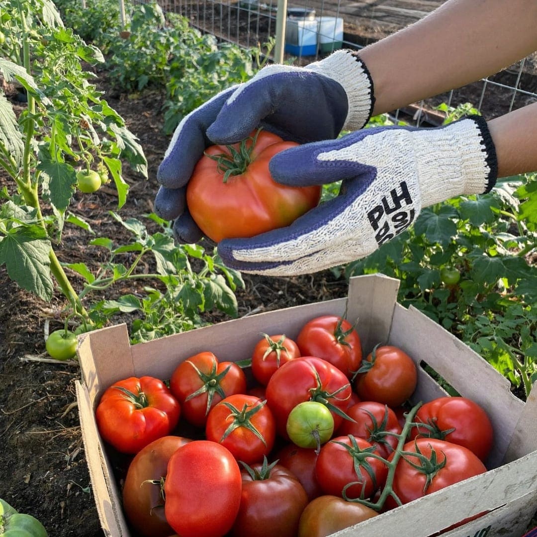 Hände in Gartenhandschuhen ernten rote Tomaten in eine Holzkiste.