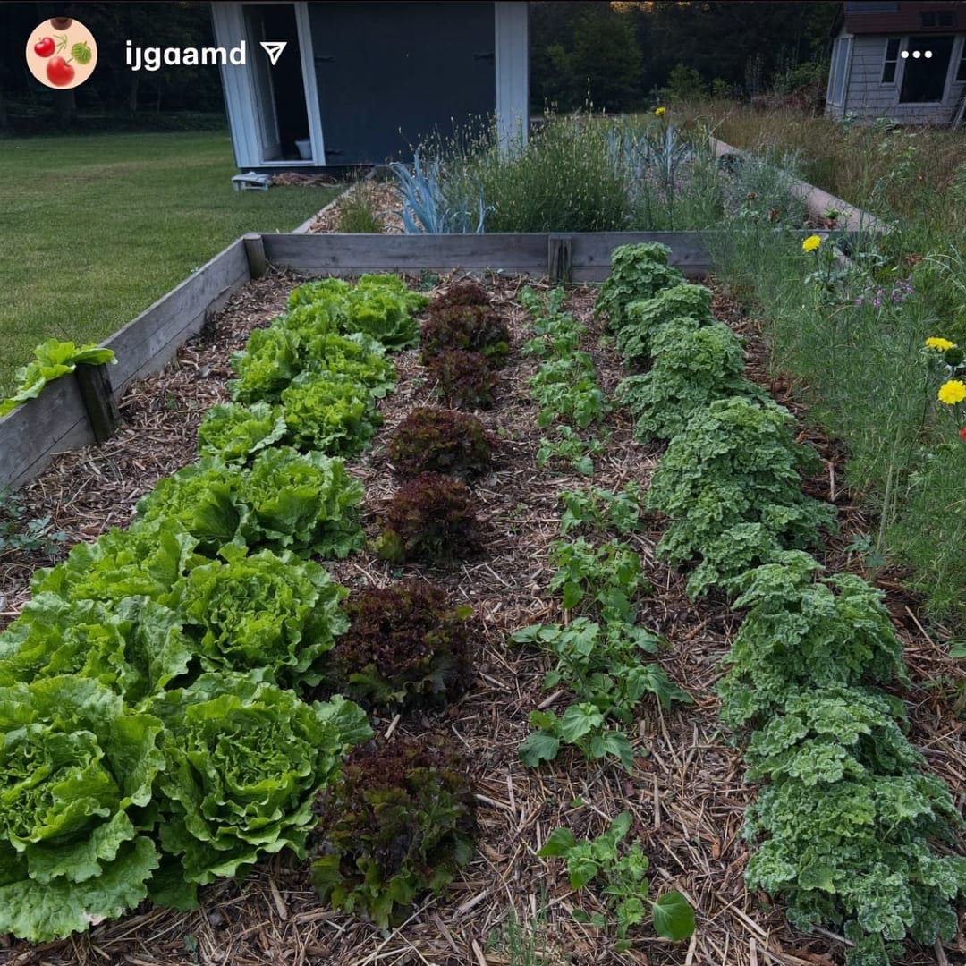 Hochbeet mit Salat, Kohlrabi und Ringelblumen in Reihen auf Strohmulch im Abendlicht.