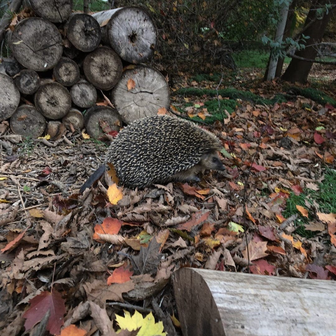 Igel läuft durch Herbstlaub neben einem Holzstapel in einer Naturgartenecke.