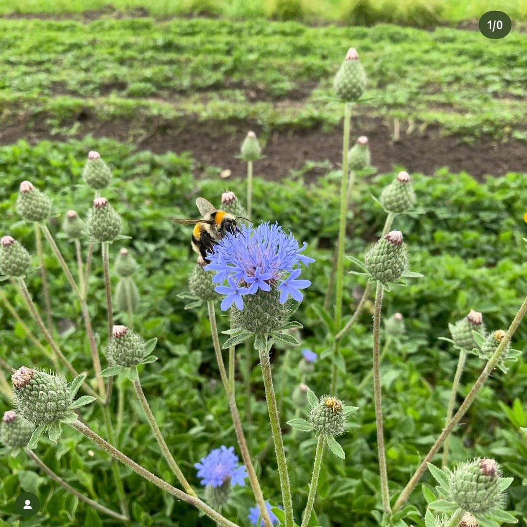Hummel auf einer violetten Phacelia-Blüte im blühenden Gründüngungsbeet.