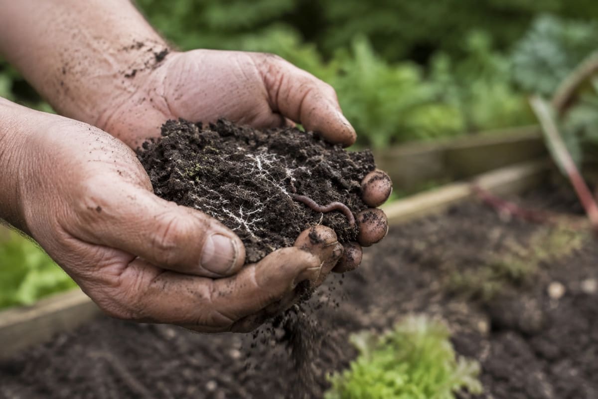 Erdige Hände halten krümelige Gartenerde mit sichtbarem Pilzgeflecht und Regenwurm.