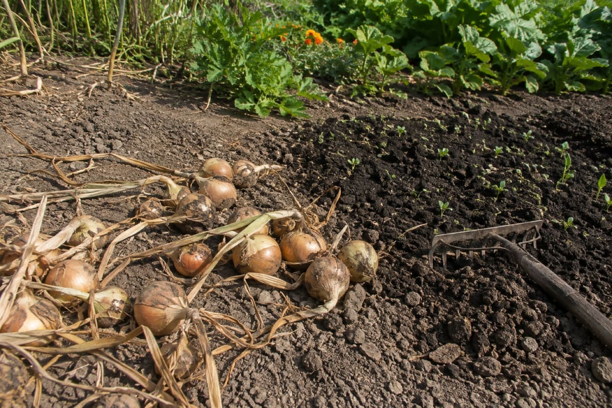 Geerntete Zwiebeln trocknen mit dem Laub nach oben auf dem abgeernteten Beet.