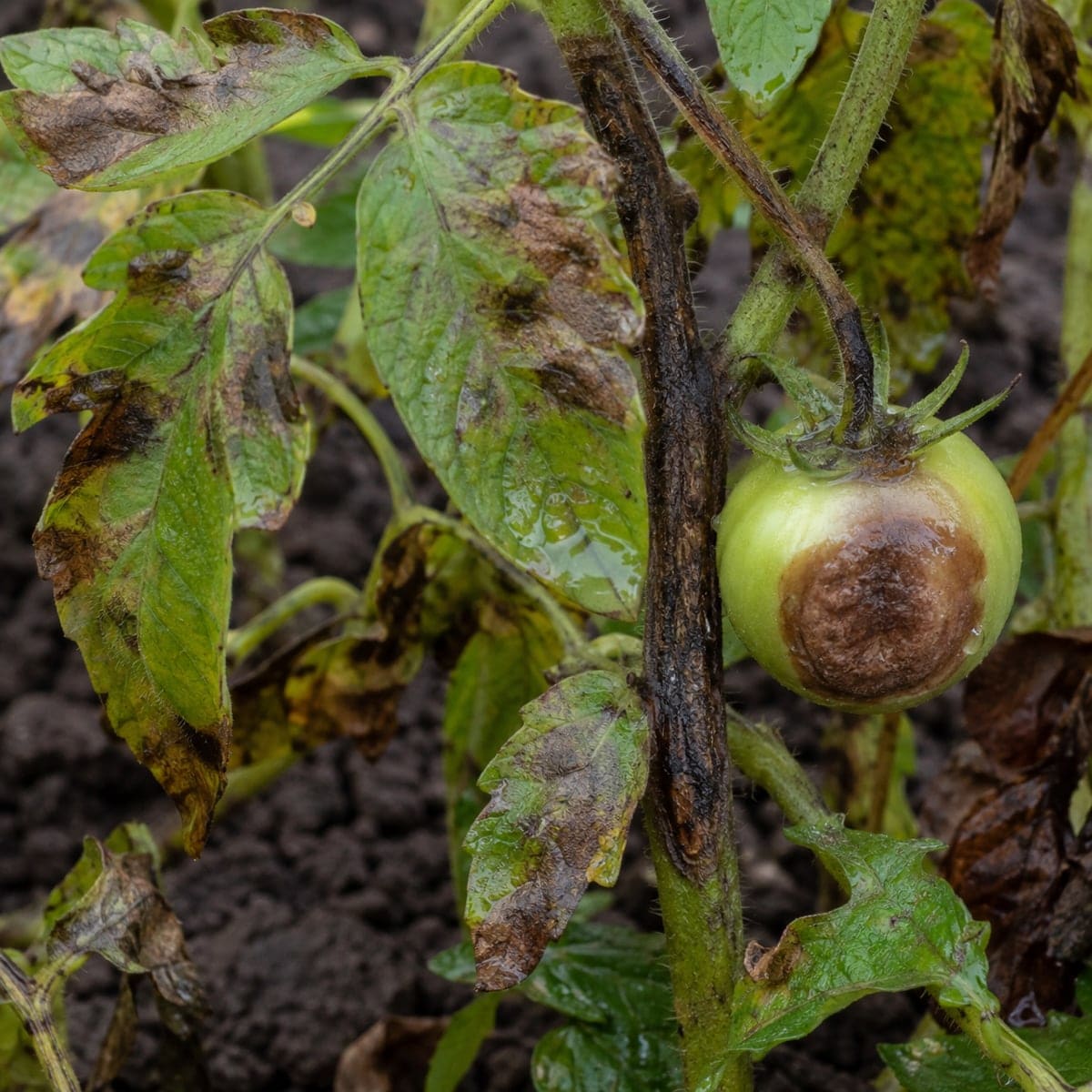 Tomate mit braun eingesunkener Fäulestelle, die Blätter der Pflanze sind fleckig und vergilbt.
