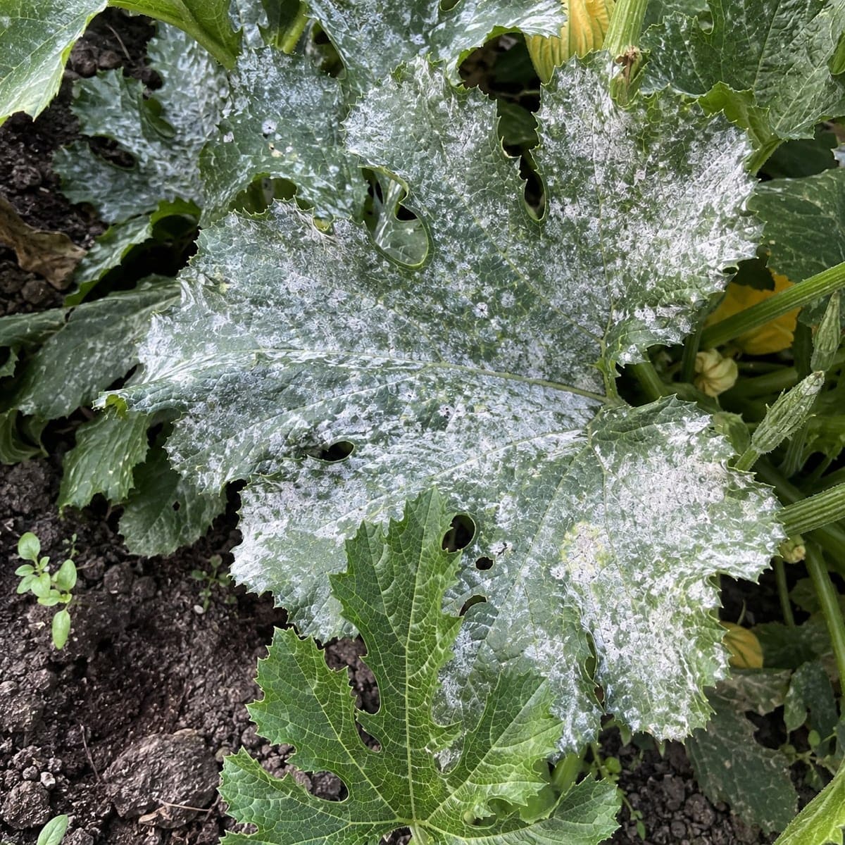 Zucchiniblätter mit weißem, mehligem Belag des Echten Mehltaus.