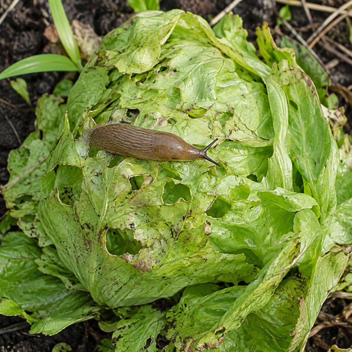Nacktschnecke auf einem Salatkopf mit angefressenen Blatträndern.