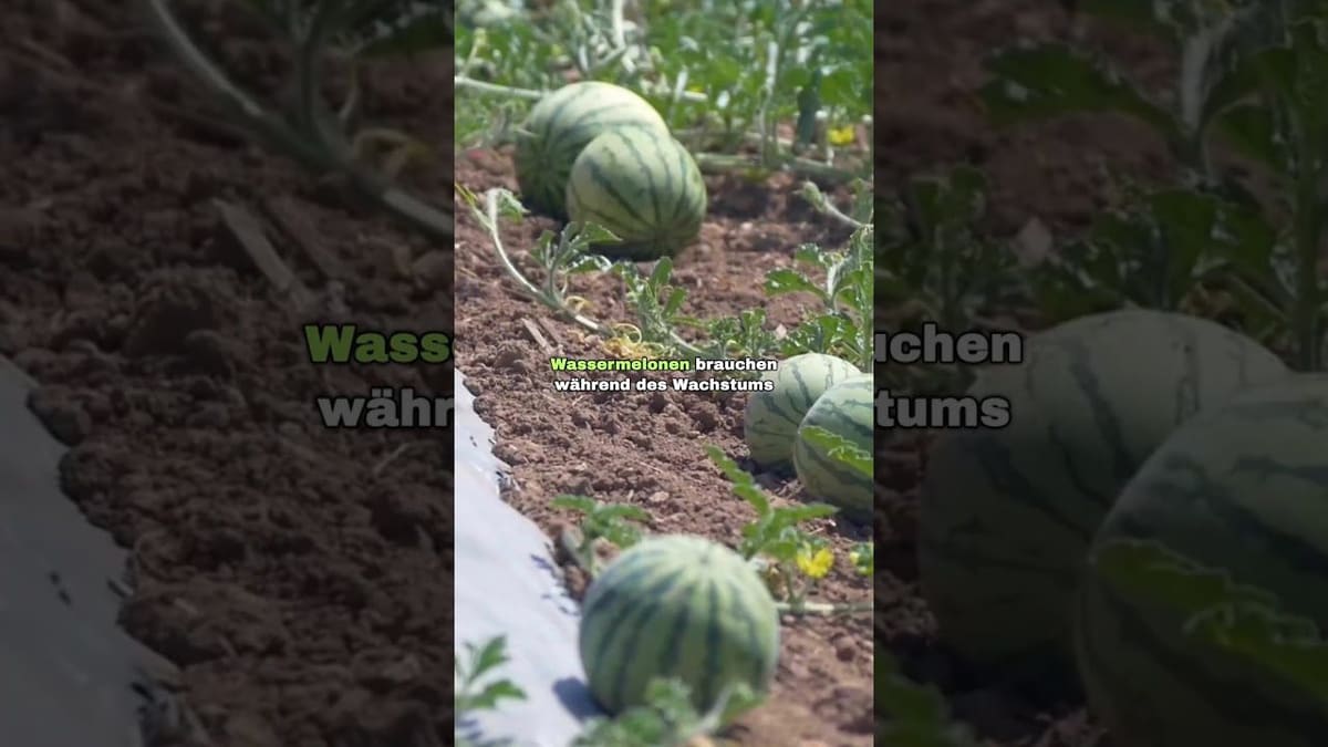 Vorschaubild: Wassermelone anbauen: So gelingt sie im Garten