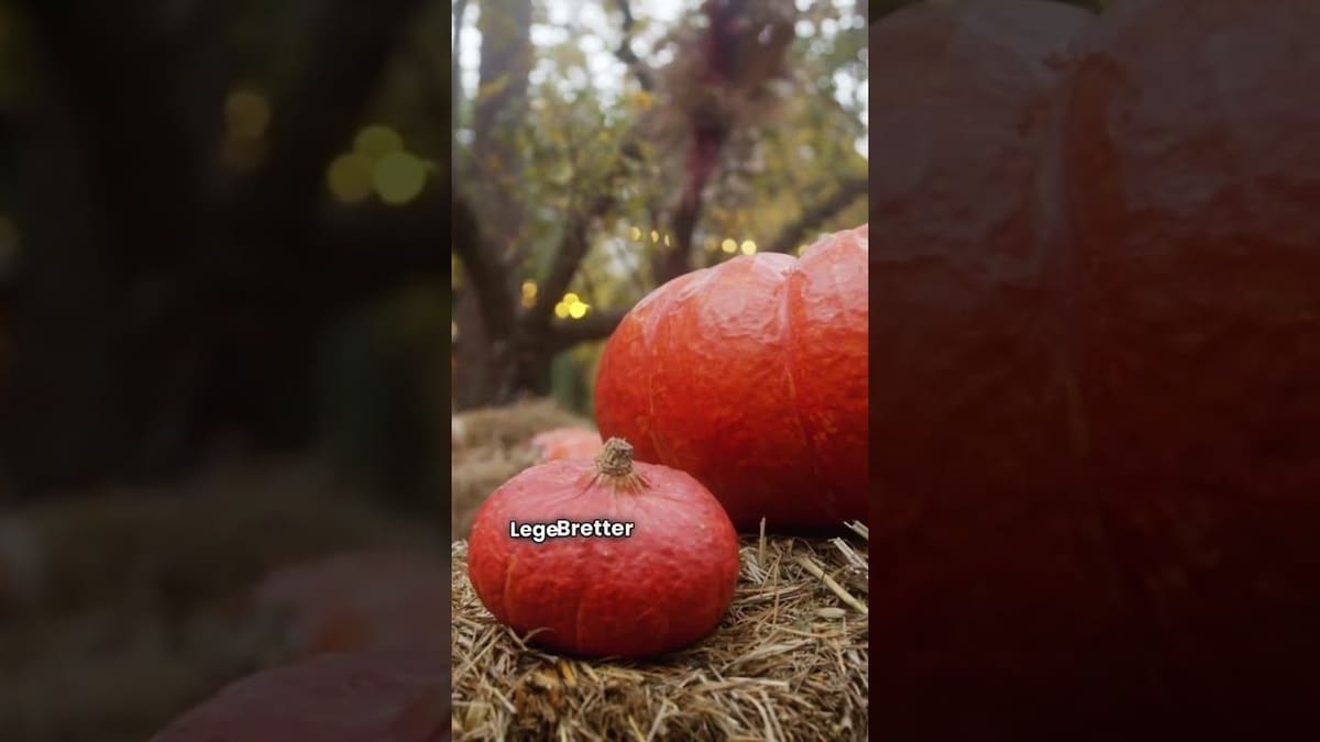Vorschaubild: Kürbis pflanzen | Hokkaido und Butternut erfolgreich anbauen