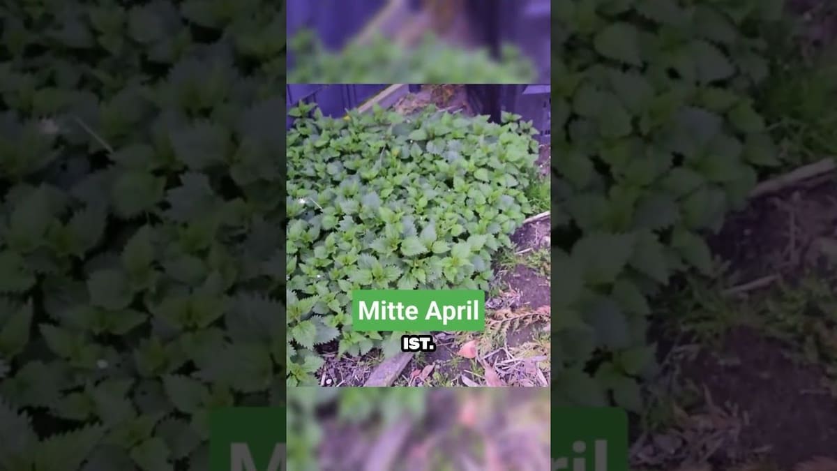 Vorschaubild: Brennnessel im Garten? DAS bedeutet es wirklich