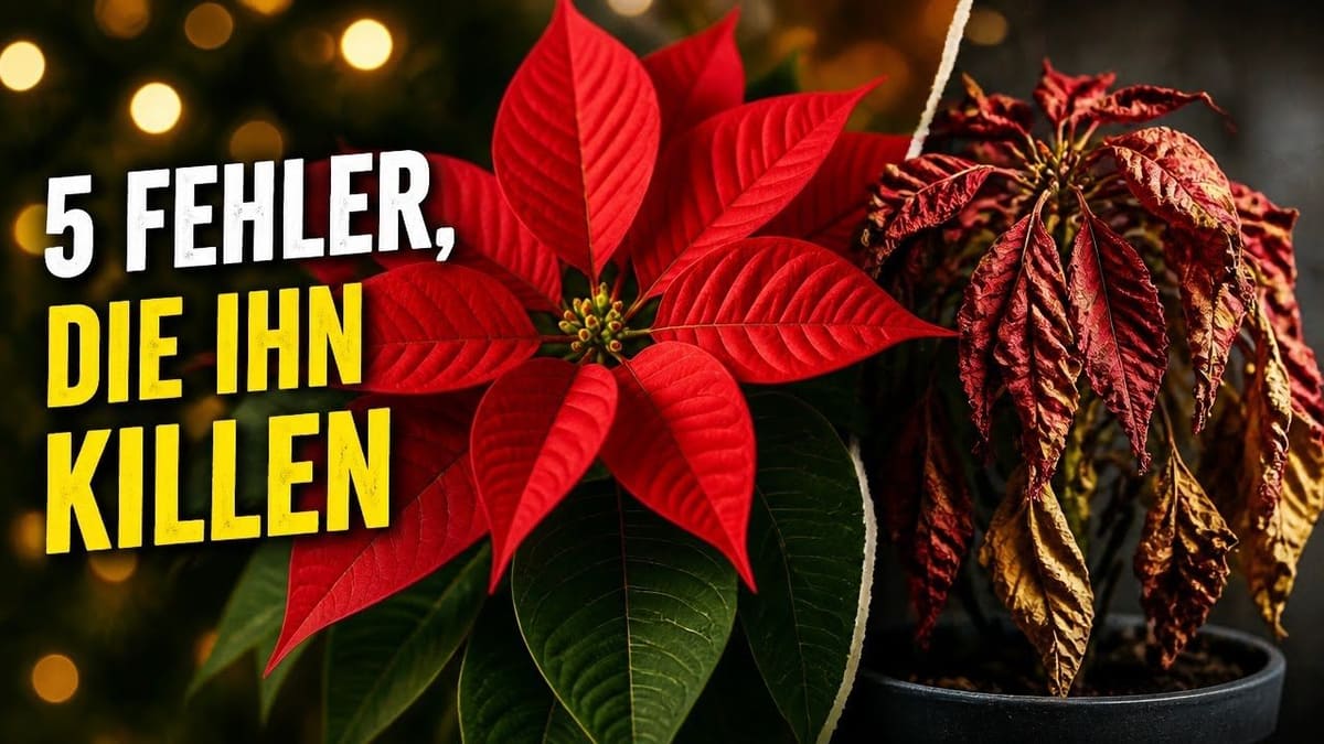 Vorschaubild: Weihnachtsstern stirbt nach wenigen Tagen? Das ist der Grund
