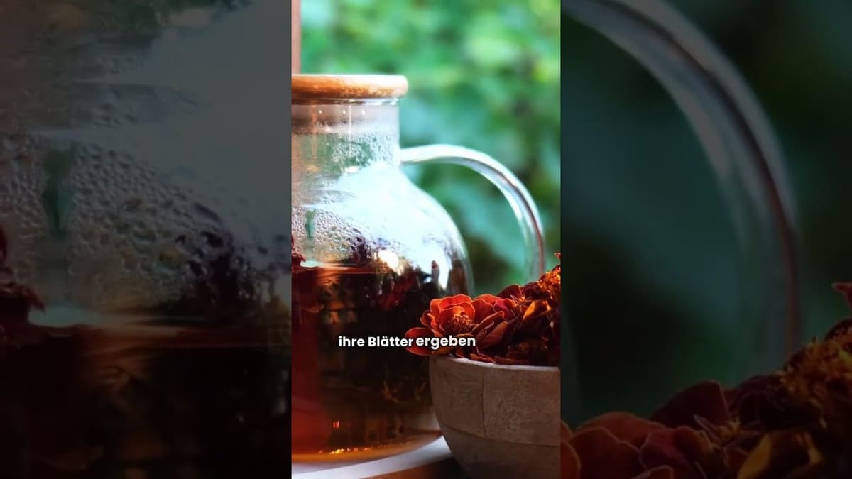 Vorschaubild: Himbeeren pflanzen | Tipps für süße Beeren und große Ernte