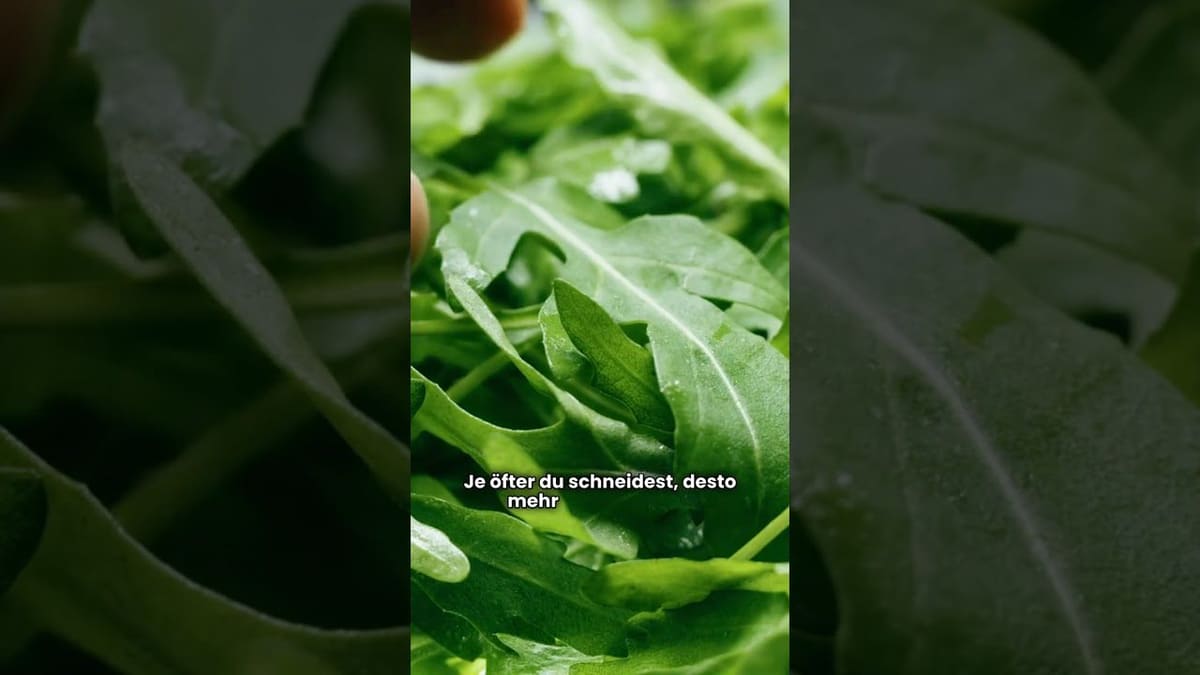 Vorschaubild: Rucola anbauen | Würziger Salat aus dem eigenen Garten