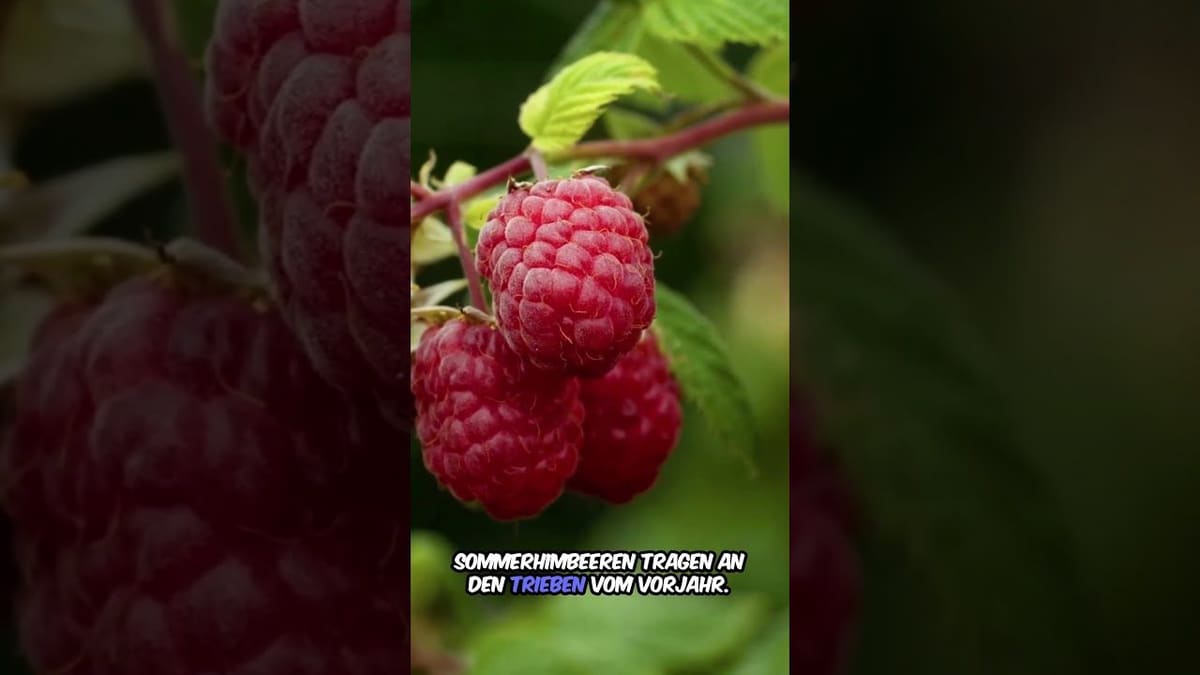 Vorschaubild: Himbeeren im Garten: So wachsen sie richtig gut