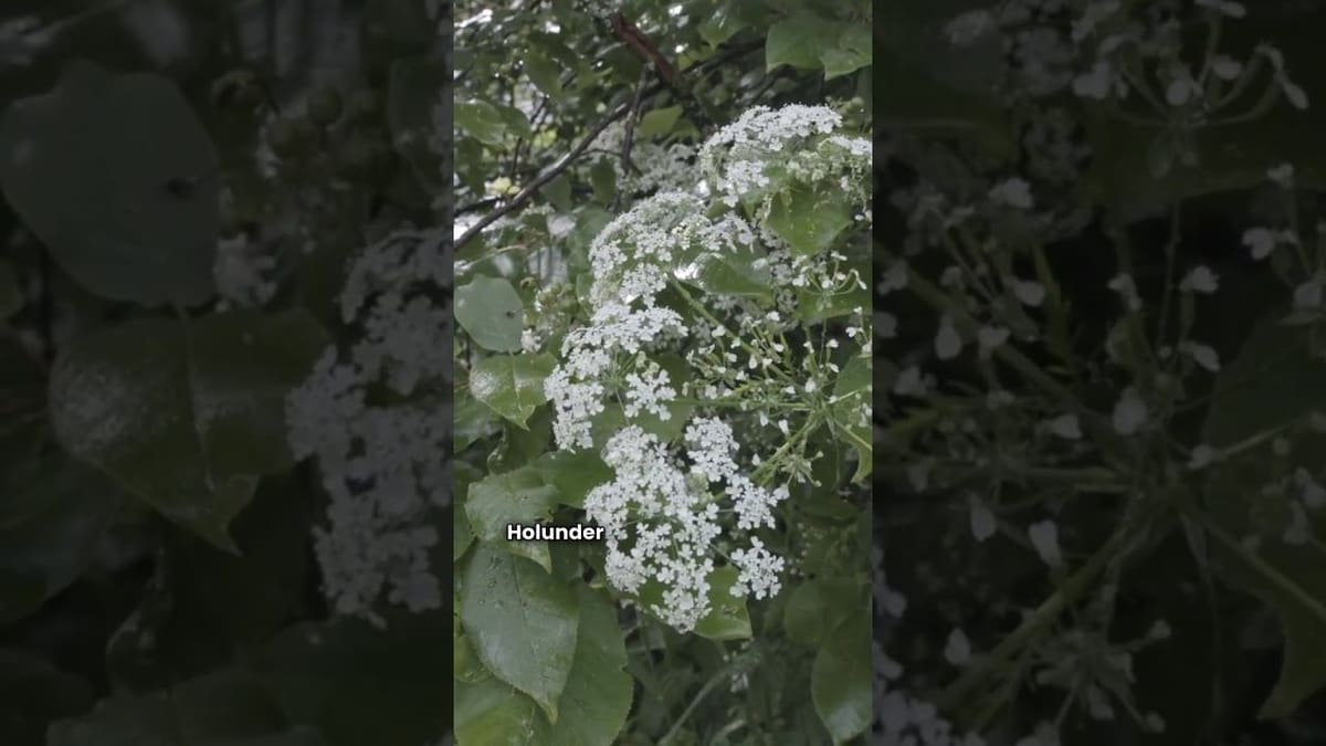 Vorschaubild: Holunder pflanzen | Blüten und Beeren für Küche und Hausapotheke