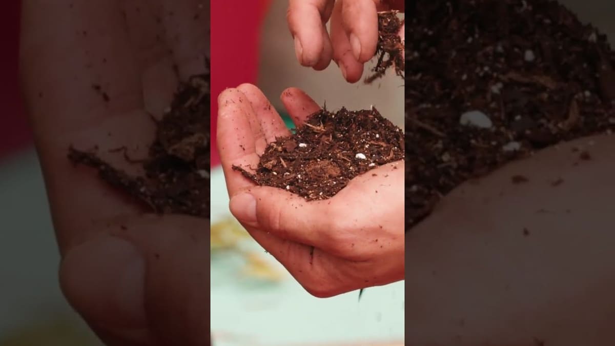 Vorschaubild: Mulch für dein Gemüsebeet