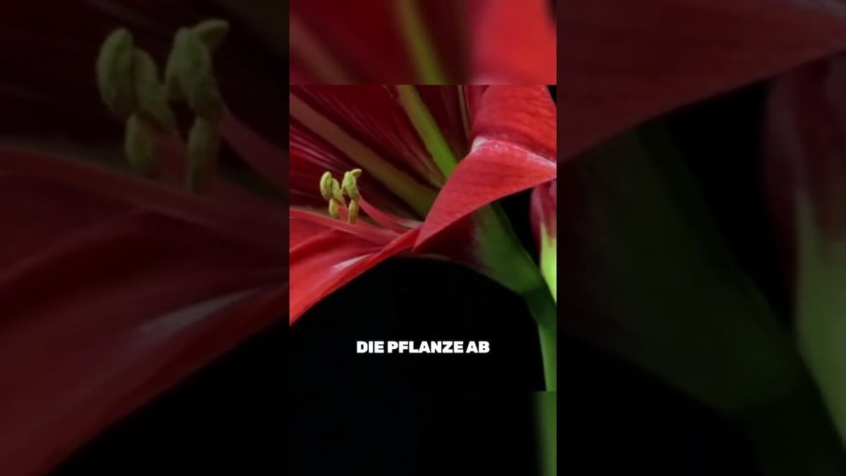 Vorschaubild: Amaryllis: Was jetzt im Winter mit der Zwiebel passiert