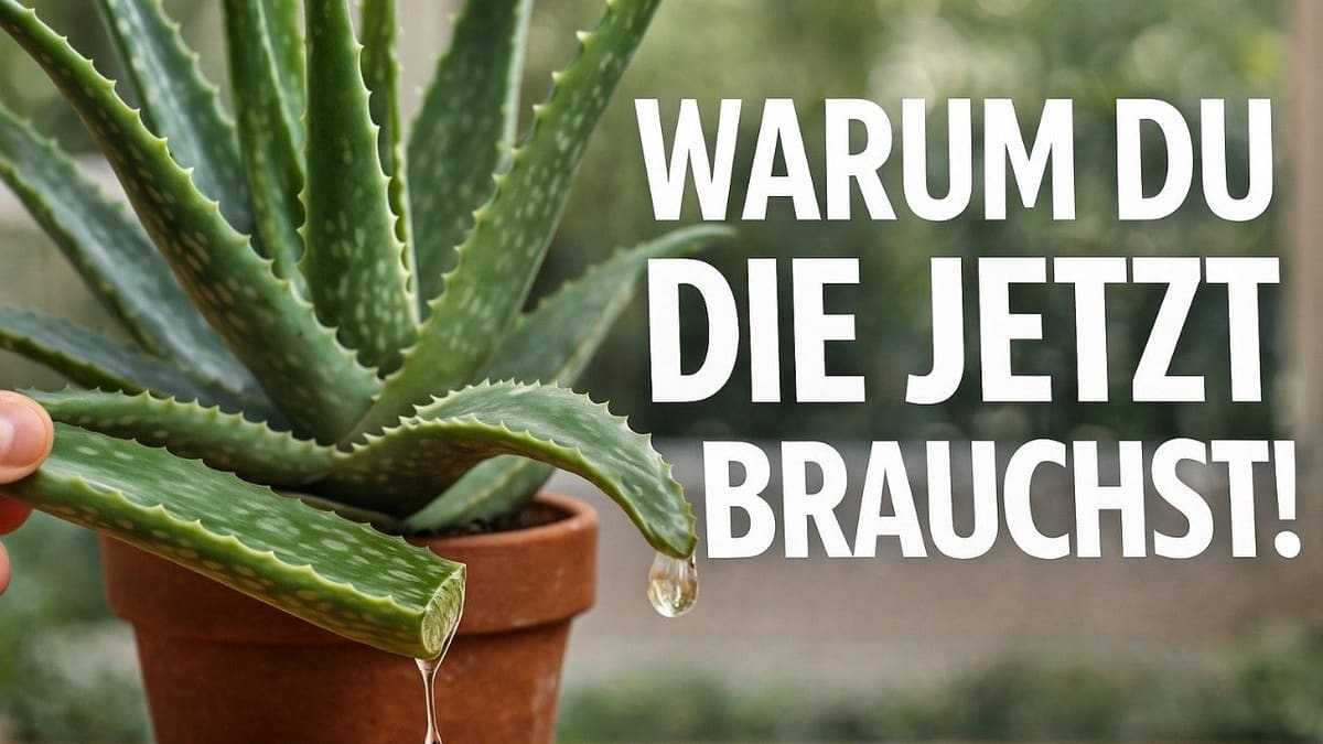 Vorschaubild: Darum brauchst du JETZT eine Aloe Vera zu Hause!