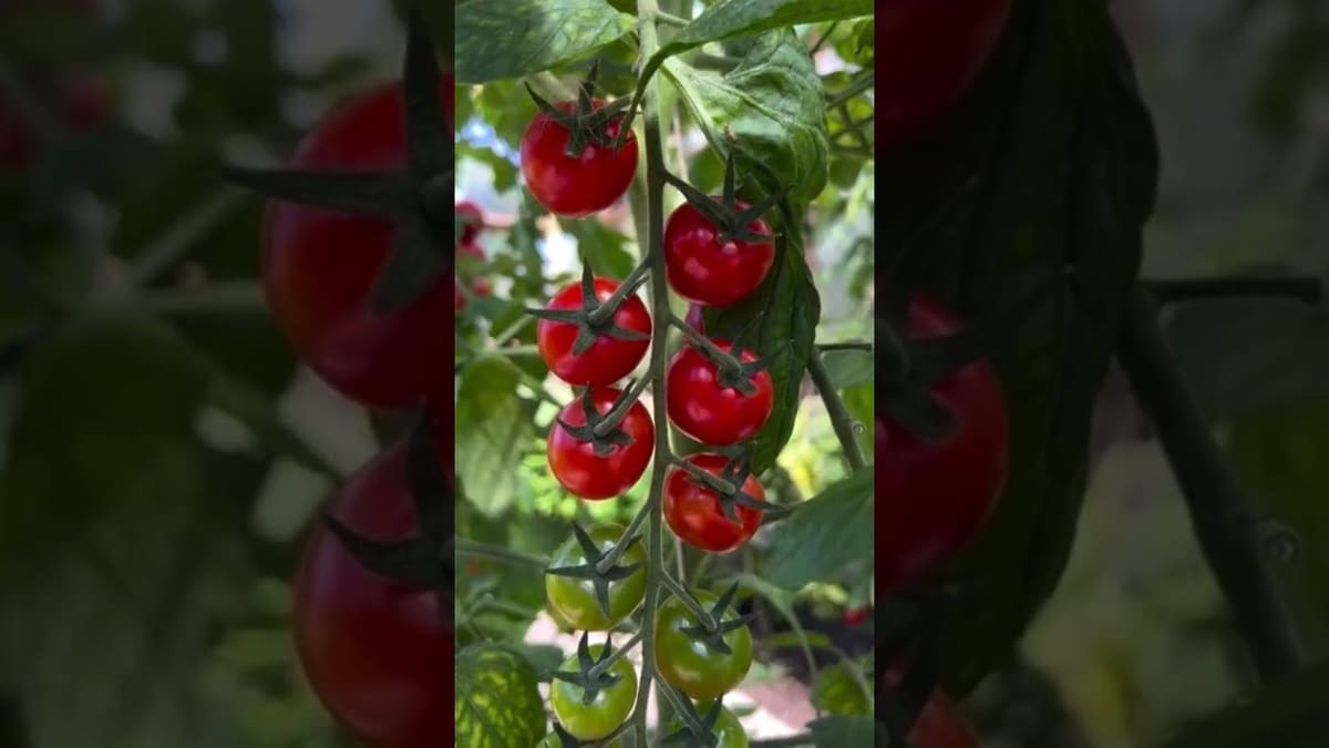 Vorschaubild: Nie wieder unreife Tomaten ernten