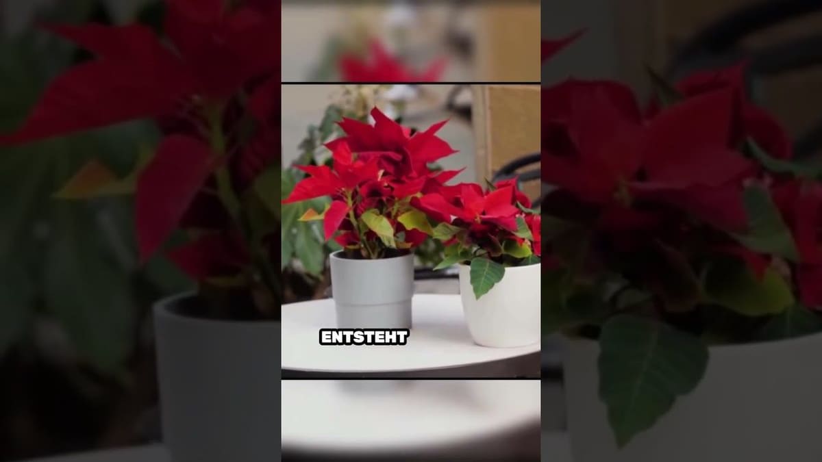Vorschaubild: Warum dein Weihnachtsstern so schnell stirbt | Der größte Fehler