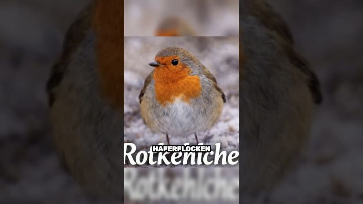 Vorschaubild: Warum Rotkehlchen Nähe suchen – und Ruhe brauchen