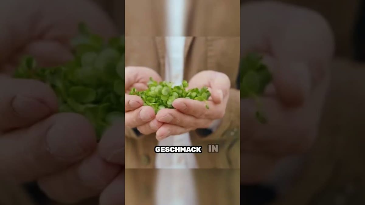 Vorschaubild: So einfach funktioniert Microgreens-Anbau | Anleitung für Einsteiger