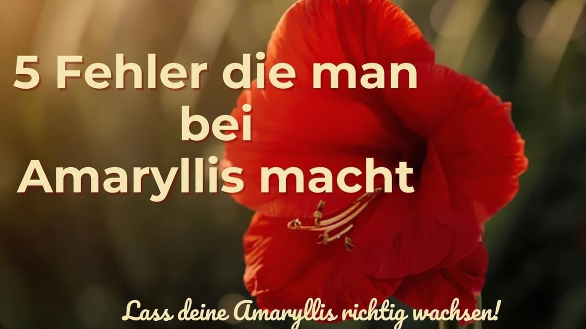 Vorschaubild: Warum deine Amaryllis nicht blüht? Diese 5 Fehler sind schuld