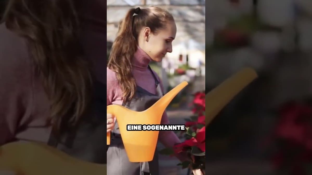 Vorschaubild: Darum verliert dein Weihnachtsstern seine Farbe!