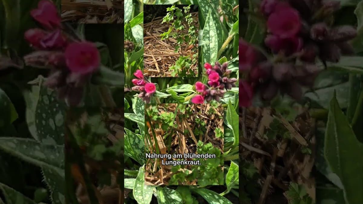 Vorschaubild: April im Garten: Jetzt startet alles durch