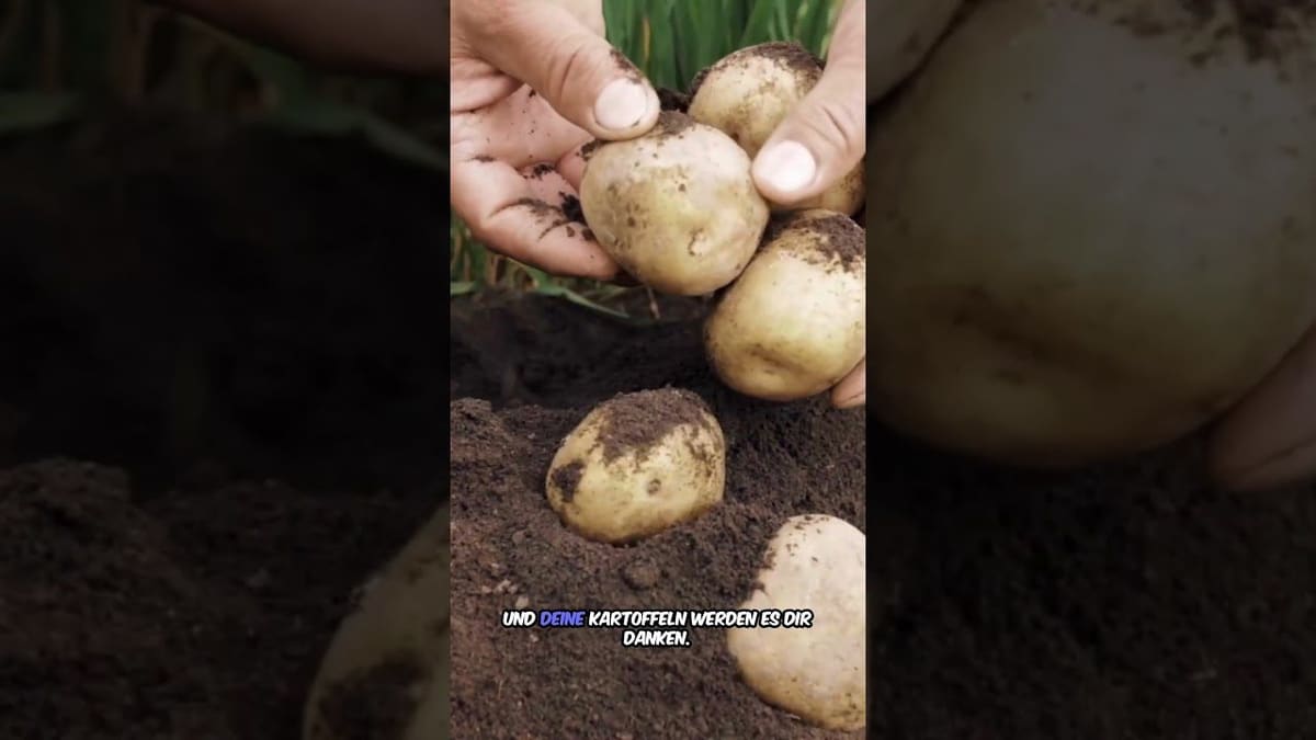 Vorschaubild: Kartoffeln im Garten: So gelingt der Anbau