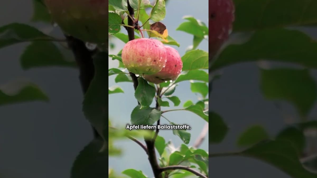 Vorschaubild: Apfelbaum pflanzen und schneiden | So wird dein Obstgarten ein Erfolg
