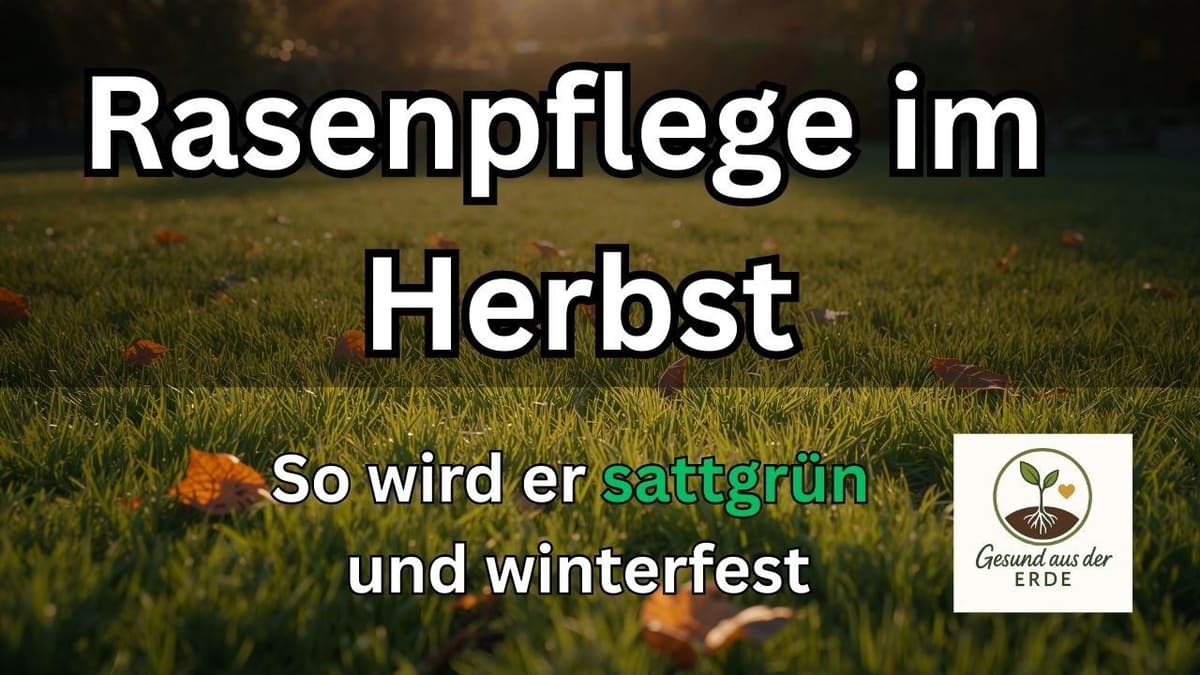 Vorschaubild: Dein Rasen im Oktober: Was jetzt entscheidet, ob er im Frühling dicht austreibt