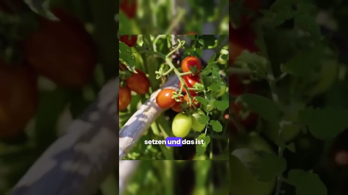 Vorschaubild: Nach den Keimblättern: Das ist der perfekte Zeitpunkt zum Pikieren deiner Tomaten