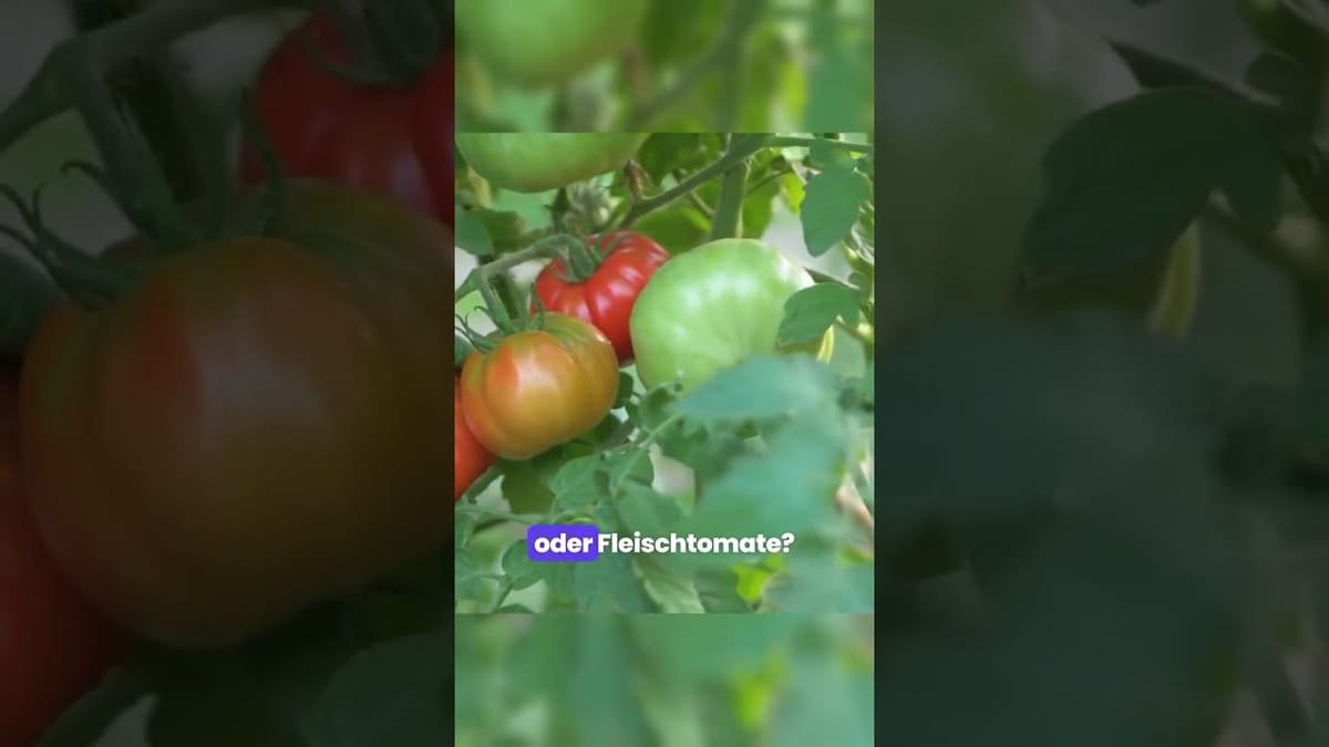 Vorschaubild: Welche Tomate passt zu dir? Cocktail, Roma oder Fleischtomate